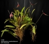 Bulbophyllum masdevalliaceum  (9)